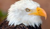 eagle in Jungle Park