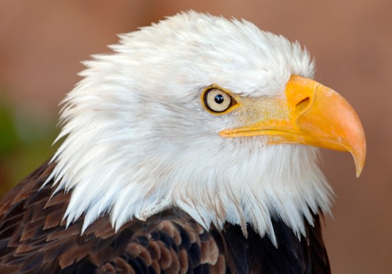 eagle in Jungle Park