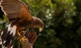 falcon in Jungle Park