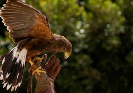 falcon in Jungle Park