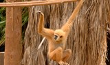 gibbon in Jungle Park