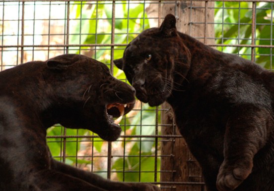 jaguars in Jungle Park