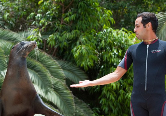 Jungle Park sea lion show