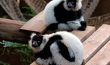 lemurs in Jungle Park