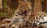 leopard in Jungle Park