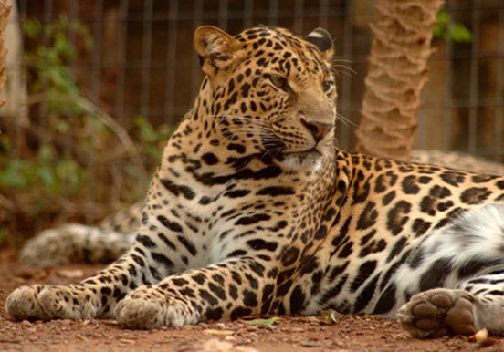 leopard in Jungle Park
