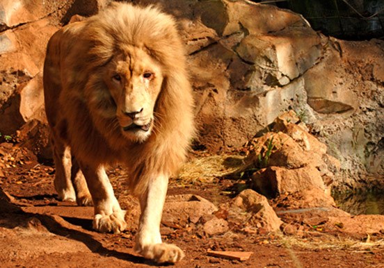 lion in Jungle Park