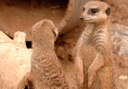 meerkats in Jungle Park