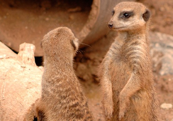 meerkats in Jungle Park