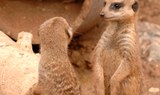 meerkats in Jungle Park