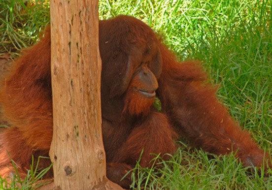 orangutan in Jungle Park