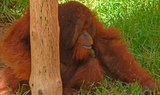 orangutan in Jungle Park
