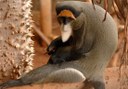 other monkeys in Jungle Park