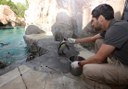 penguins feeding time in Jungle Park
