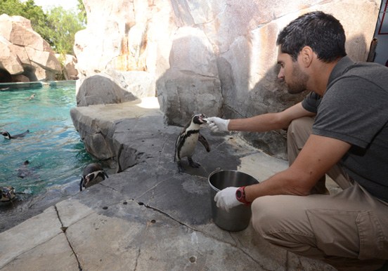 penguins feeding time in Jungle Park