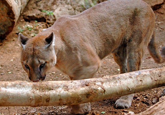 puma in Jungle Park