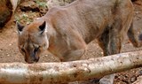 puma in Jungle Park