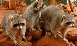 raccoons in Jungle Park