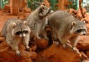 raccoons in Jungle Park