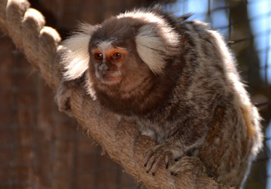 titi monkey in Jungle Park