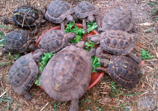 turtles in Jungle Park