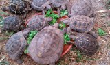 turtles in Jungle Park
