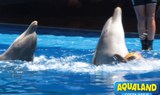witness dolphins show in Aqualand