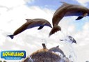 Aqualand dolphins show