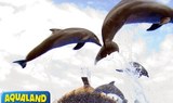 Aqualand dolphins show