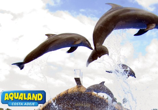 Aqualand dolphins show