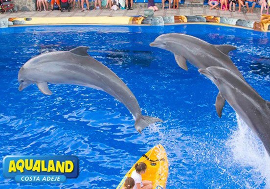 dolphin show in Aqualand