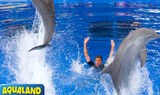 dolphins in Aqualand
