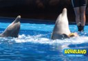 witness dolphins show in Aqualand