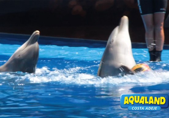 witness dolphins show in Aqualand