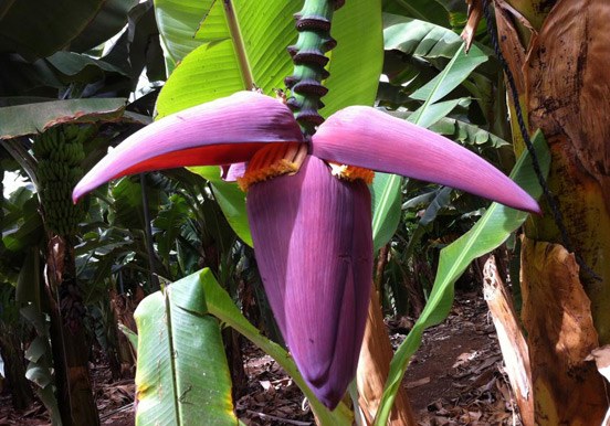 banana blossom at Finca Las Margaritas.jpg