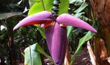 banana blossom at Finca Las Margaritas.jpg