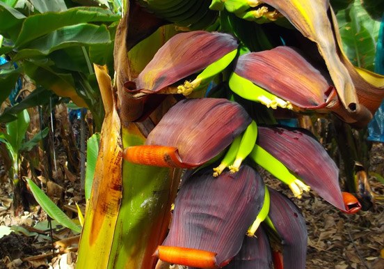 banana blossoms at Finca Las Margaritas in Tenerife