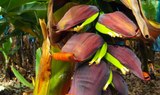 banana blossoms at Finca Las Margaritas in Tenerife