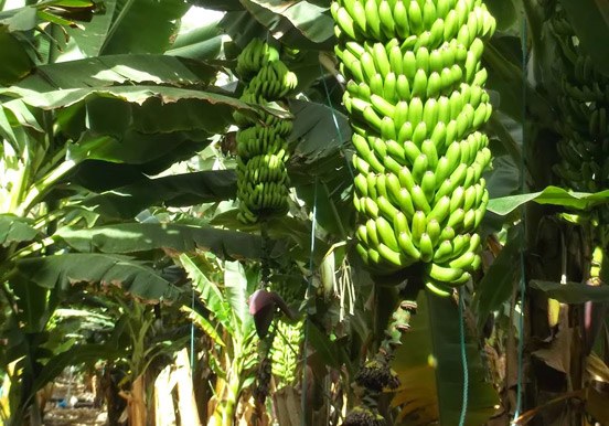 banana fruits at Finca Las Margaritas