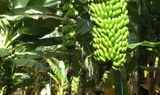 banana fruits at Finca Las Margaritas