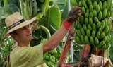 bananas at Finca Las Margaritas