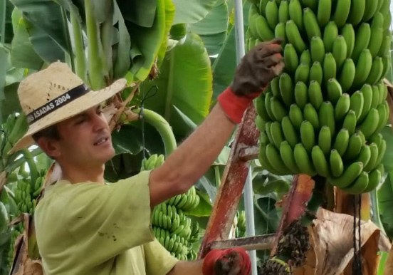 bananas at Finca Las Margaritas