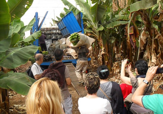 visit banana plantation at Finca Las Margaritas