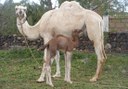 baby and mother camel at Camel Park in Tenerife