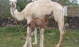 baby and mother camel at Camel Park in Tenerife