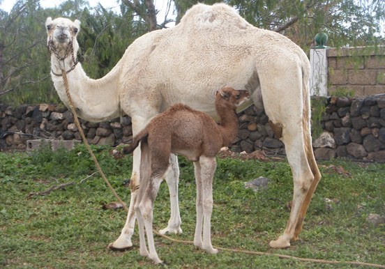 baby and mother camel at Camel Park in Tenerife