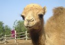 camel in Camel Park Tenerife