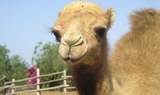 camel in Camel Park Tenerife