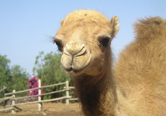 camel in Camel Park Tenerife