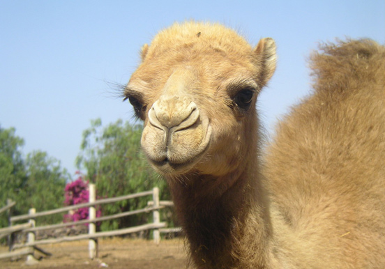 camel in Camel Park Tenerife